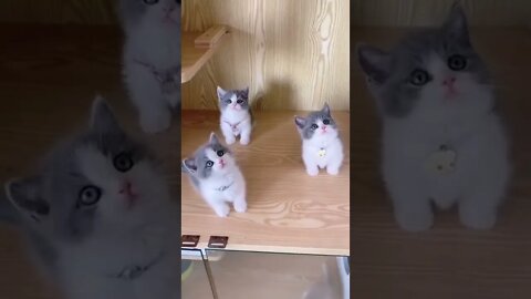 cute baby#viralshorts #cutebaby #funnyvideo #funnycutebaby#(((2022)))