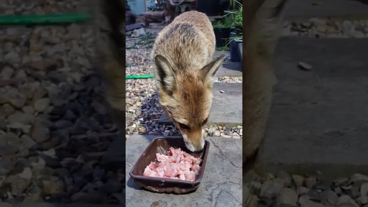 🦊Ajax our friendly urban #fox a year ago eating meat scraps!