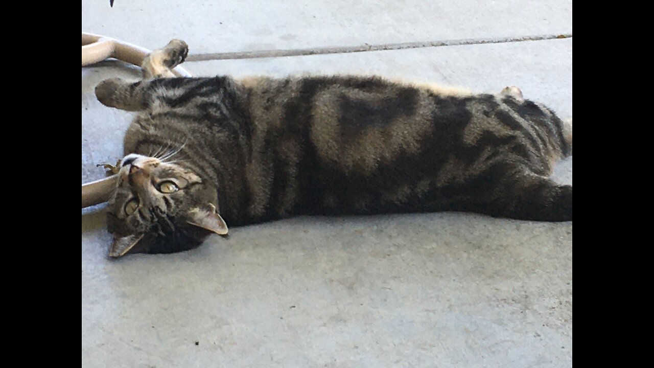 Trixie Cat on her back on Patio