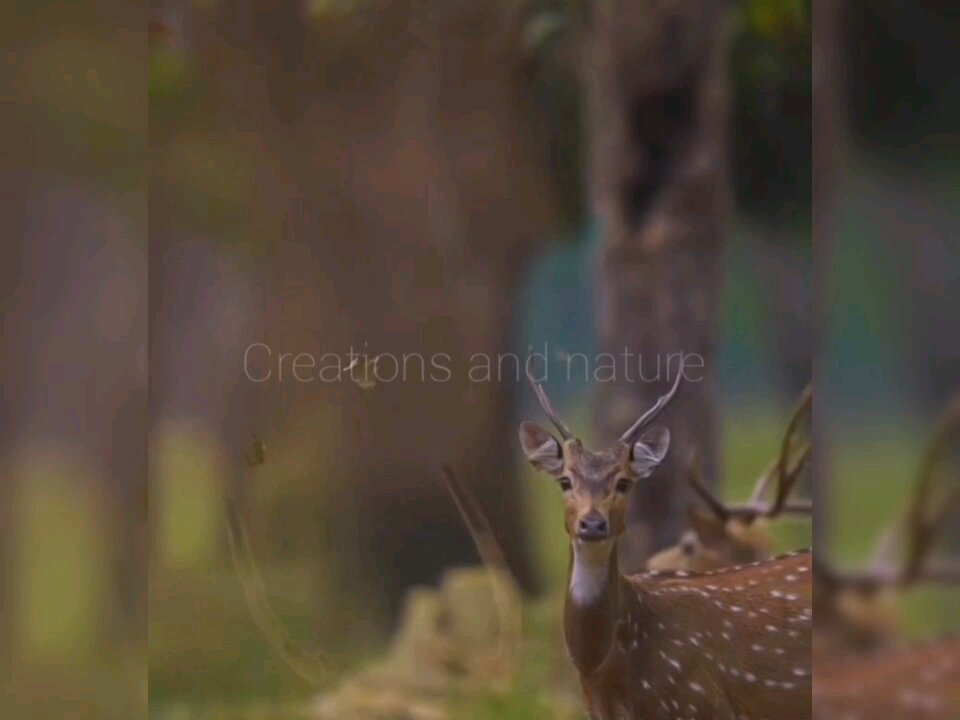 Wildlife Survival battle and prey