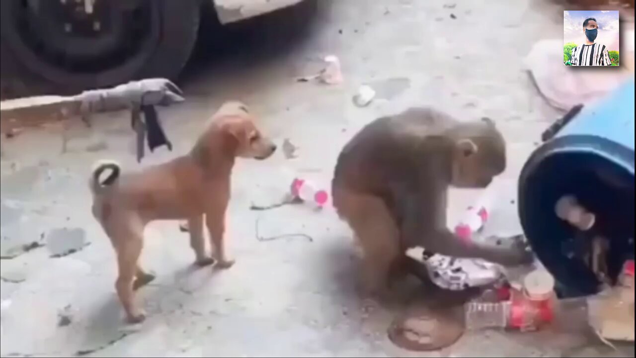 Dog And Monkey Funny Video , Animals Video