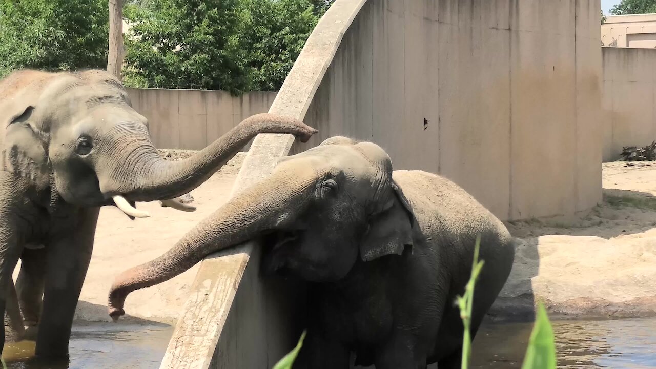 Elephant uses trunk to make contact with buddy on other side of wall