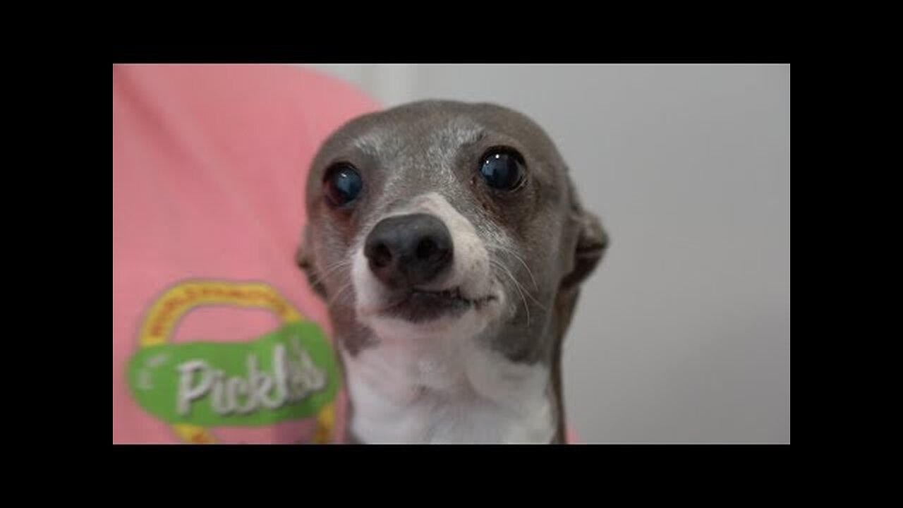Filmed My Dog Whenever He Cried Or Was Nasty For 24 Hours