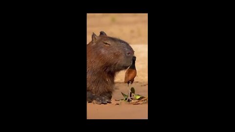 The chillest animal in the world