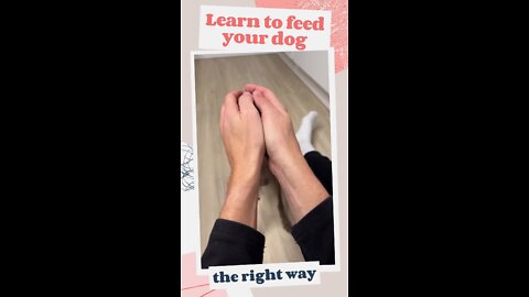 HOW TO FEED YOUR DOG - Dobbyy