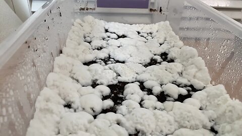 Fungi and Chill 27! Lazy Saturday On a Cloud of Mycelium 🐒🌝🍄