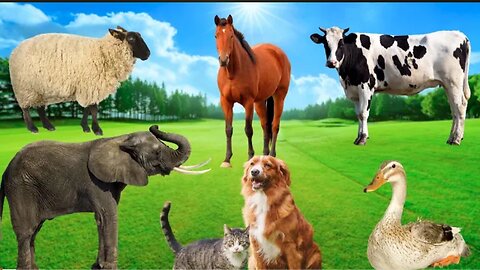 Animal Habitats - Cow, Duck, Dog, Elephant, Cat - Familiar Animals