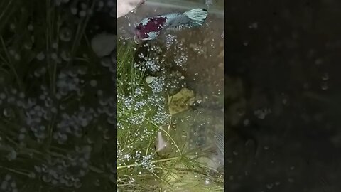 induk cupang sedang merawat telor nya #ikanhiasairtawar #fish #shortvideo #shortsfeed