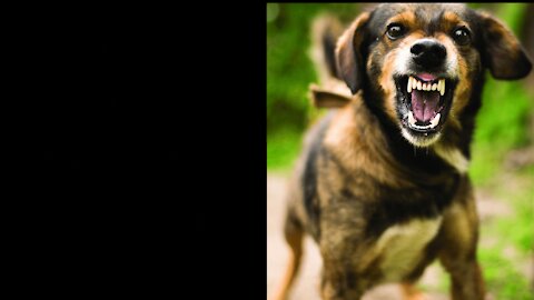 Dog training||make our dog aggressive withe these simple tips|| Dangerous dog||Aggressive dog||