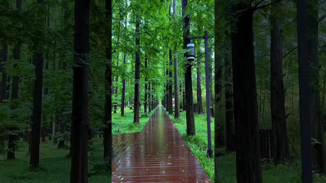 Nature view #shortvideo #youtubeshorts #trending #nature #love #short #shorts