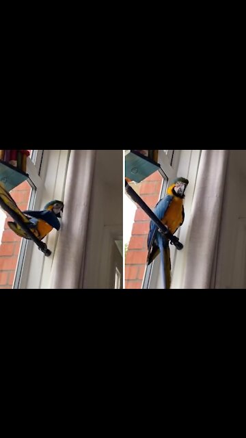 Naughty parrot gets caught climbing on the curtains