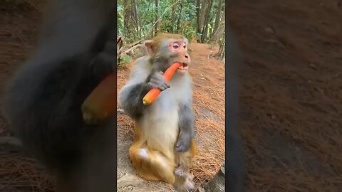 Funny Monkeys 🐒 #videos #2023