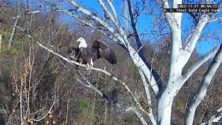 USS Eagles - Dad on branch