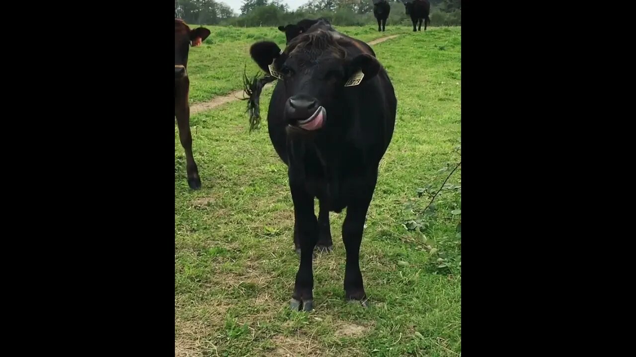 French Angus?