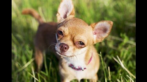 Fastest Chihuahua in the world