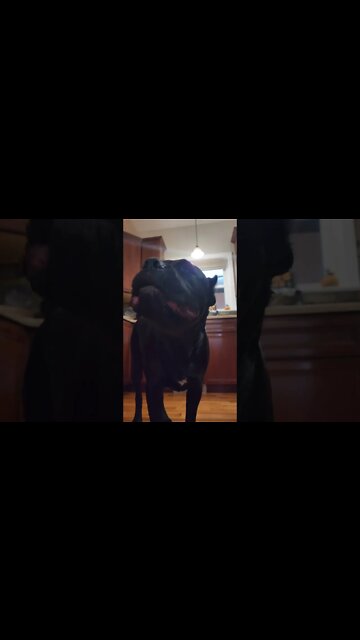 That Crunch Cane Corso Chews Thru Bone #shorts #funnydogs #virl #pets