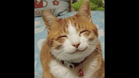 Funny Cats compilation Will Make You Laugh For Hours!!! NEW 2021