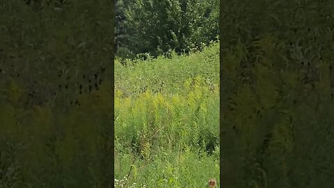 Neighbor kids wave Hello, as they go by 🚜