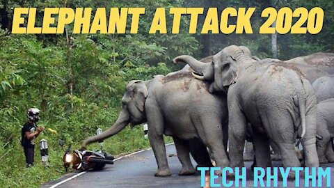 ELEPHANT ATTACK COMPILATION- 2020
