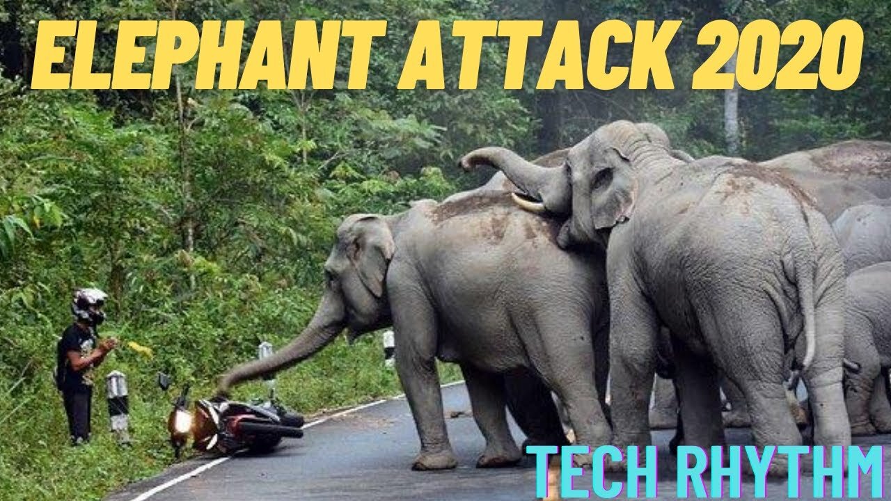 ELEPHANT ATTACK COMPILATION- 2020