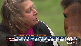 Owner finds miniature horse fatally shot, mutilated