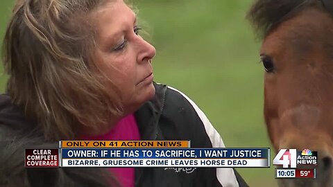 Owner finds miniature horse fatally shot, mutilated