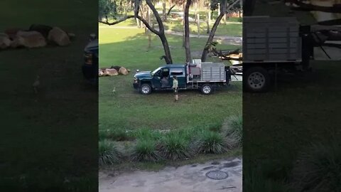 Attack of the Disney Geese at Animal Kingdom Lodge