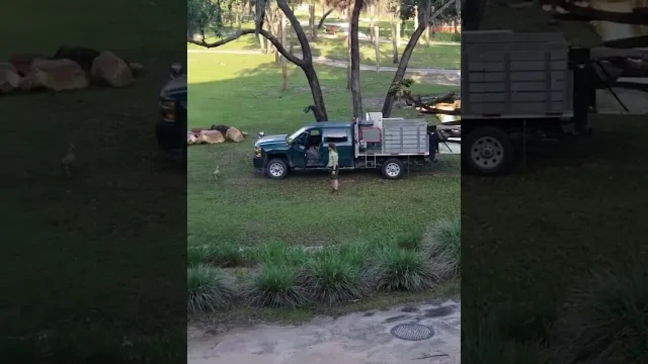 Attack of the Disney Geese at Animal Kingdom Lodge