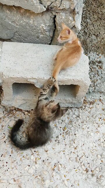 Kitten street fight!