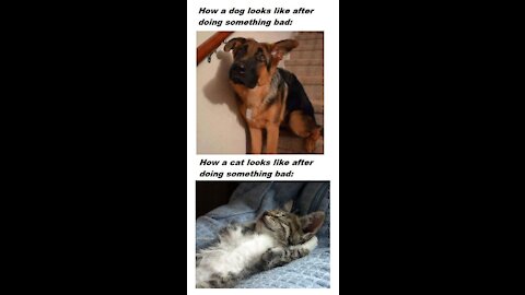 Best Funny Clips - Cats and Dogs