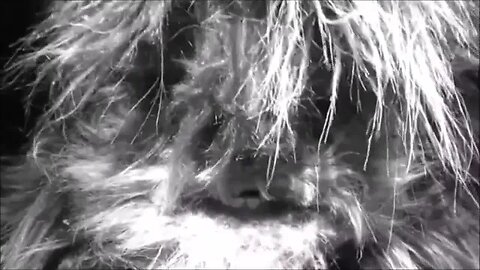 What the Hell is this? Bigfoot?
