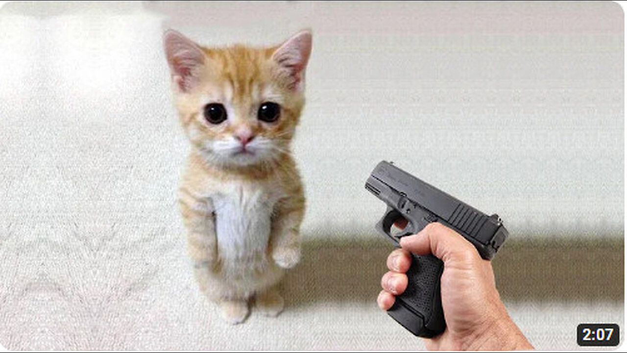 Funny cat 😽 vs Gun 🔫 - Funny Animals 😂 playing dead on finger shot Compilation
