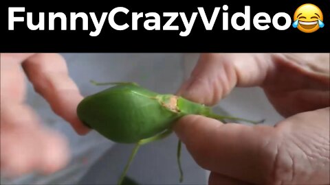 Mr FunnyCrazyVideo😂 Just Incredible Video Funny and Crazy #Like Follow for Follow 🥰