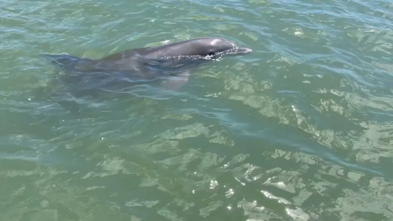 Hanging with the dolphins in Port Aransas #Shorts