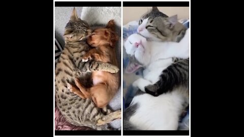 Lovers In Cats Kingdom 🥰