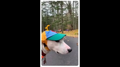 Try not to Laugh Funny Dog