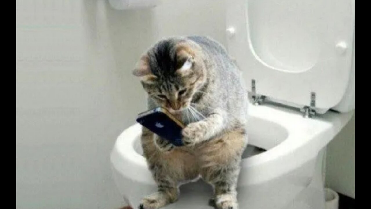 Weekly funny cats videoS🐱😂and dogs videos👯♀️ ///try not to laugh!!!!