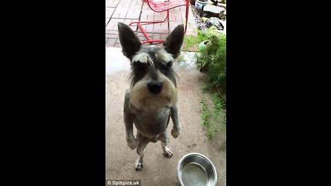 Funny Dogs 1