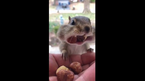 the greedy squirrel