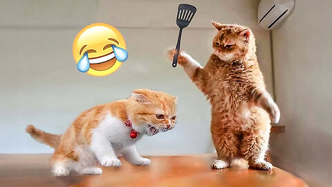 Cat and Kitten Funny Moments 2024