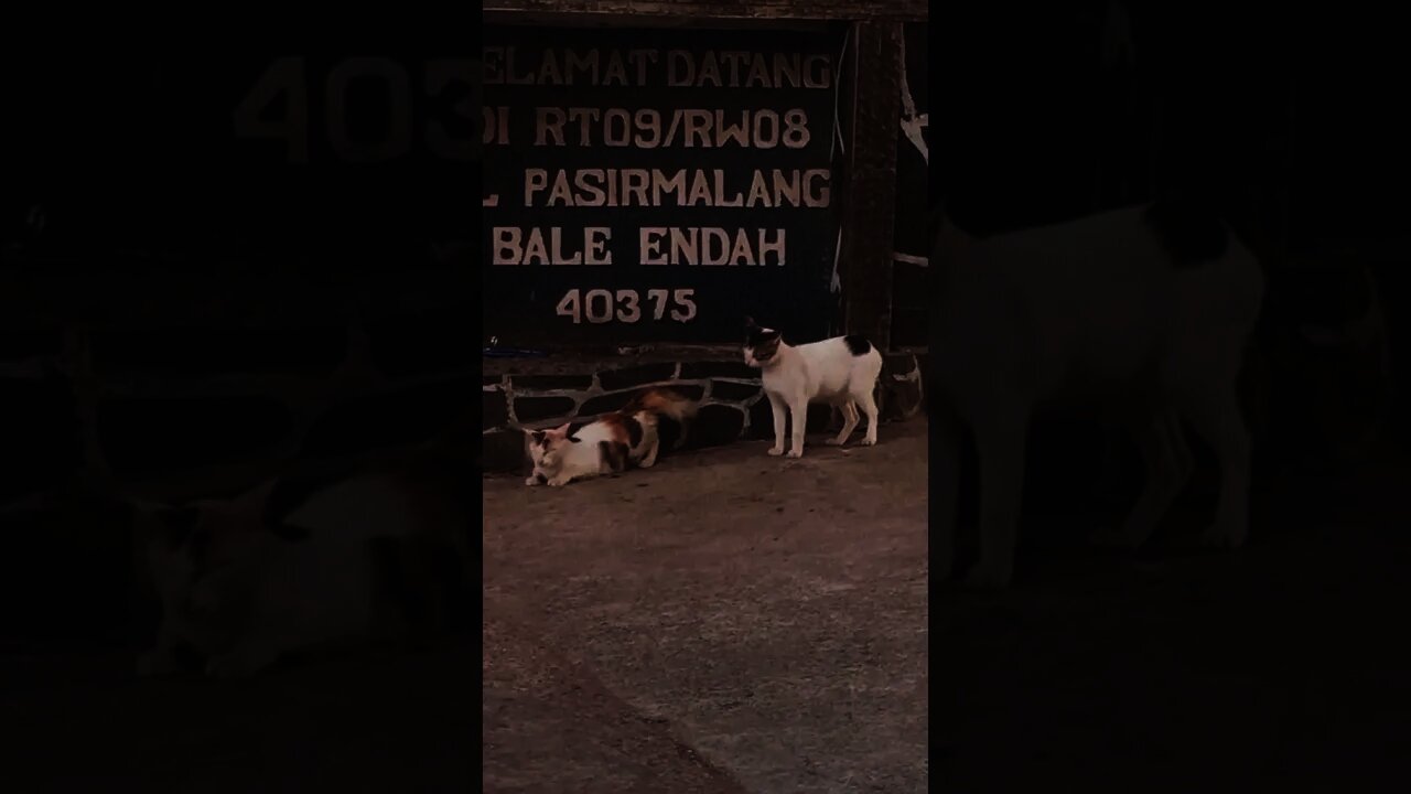 母貓：來吧進來 公貓：這麼主動我害怕🤣🤣🤣#Shorts#cat#貓