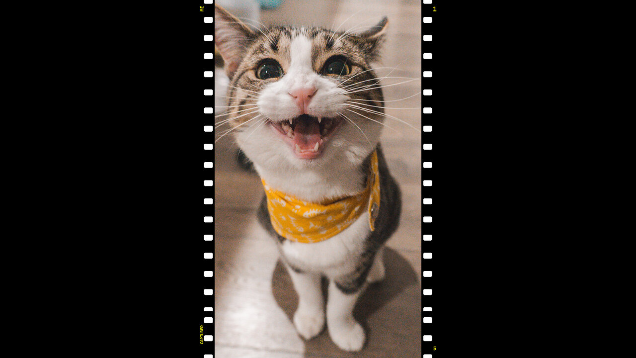 Funny cat🤣🤣🤣😅 pet & funny video