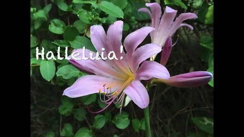 "Your Praise Due ..." (Original Christian Song: Robin Calamaio)
