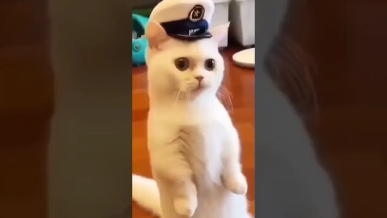 animals short video #shorts