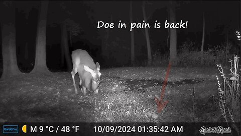 Doe in pain is back again, 2 days later!