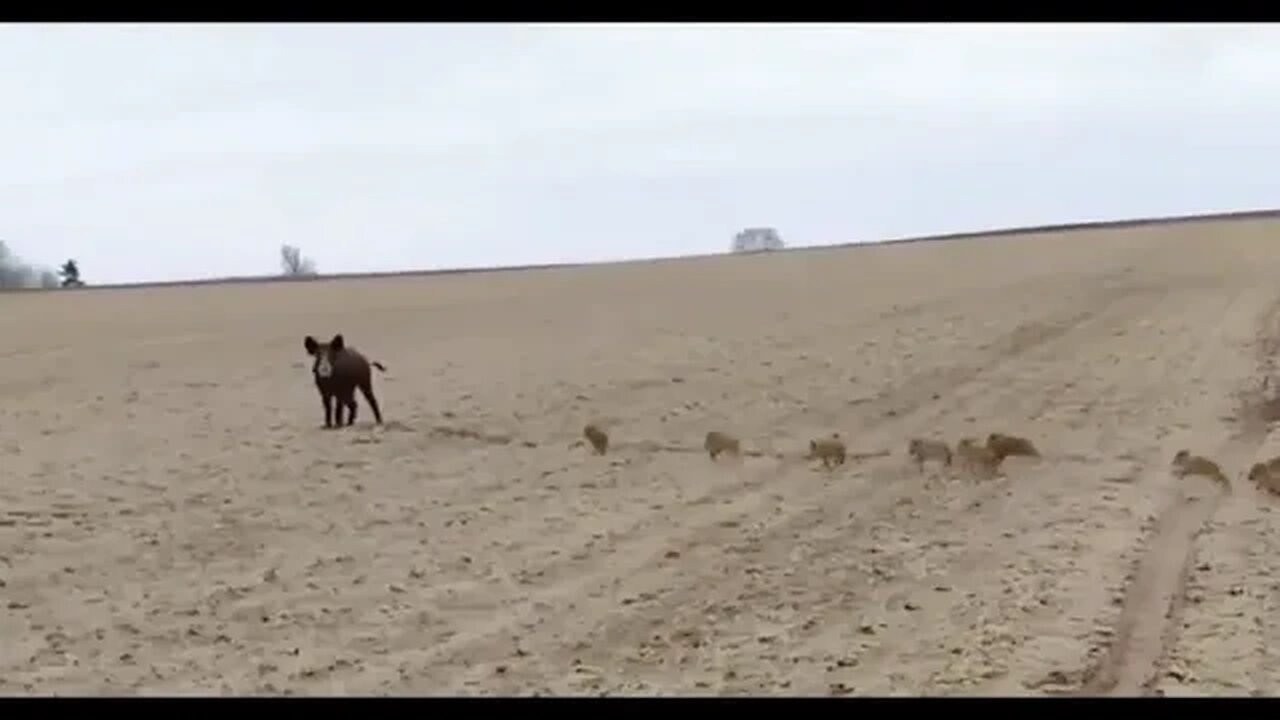 Augen auf beim Sonntagsspaziergang!