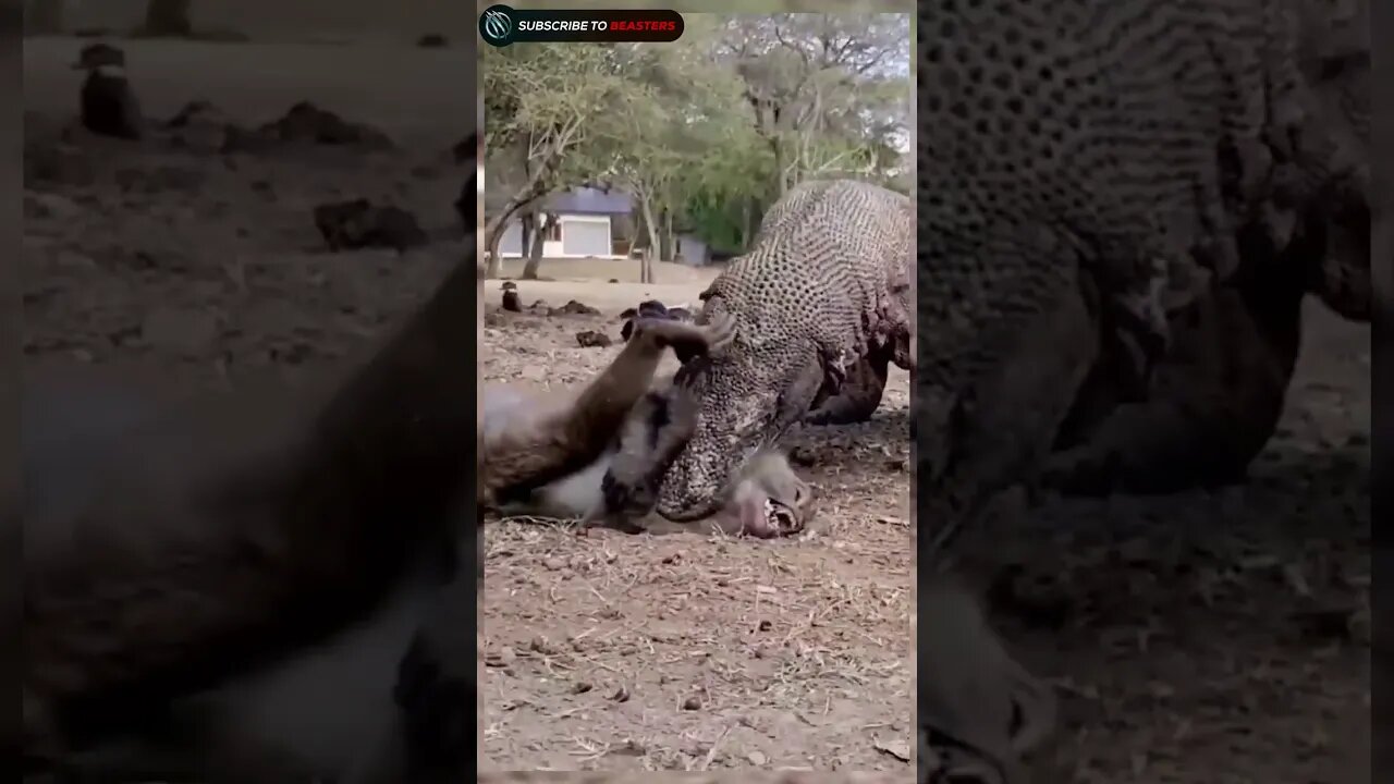 Monkey crying from help to rescue from comodo Dragon
