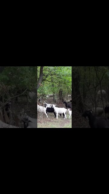 Козы в деле в лесу 😋