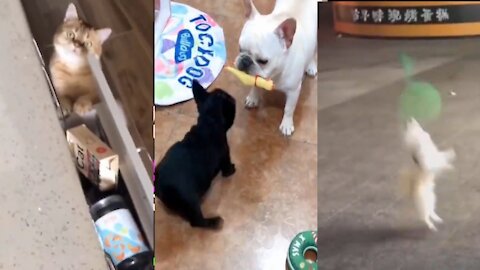 dog cat comedy video #dogcatshorts