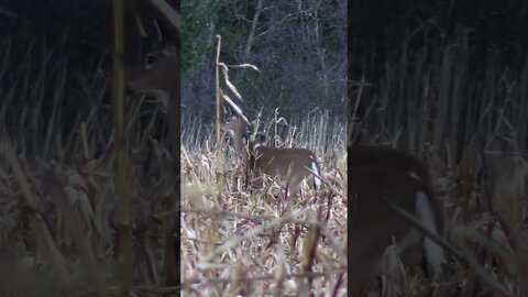Momma and her Fawn